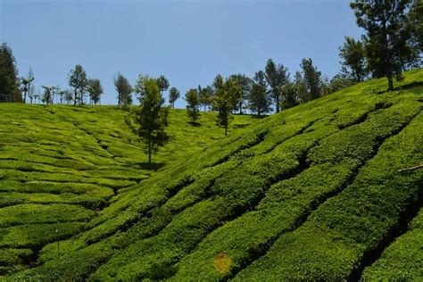 Unveiling the Mysteries of Tea Plantations: A Journey into History and Tradition