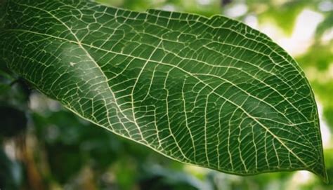 Unveiling the Mysteries of the Betel Leaf Dream