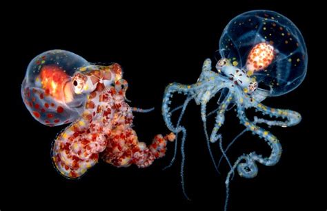 Unveiling the Mysteries of the Nocturnal Marine Creatures