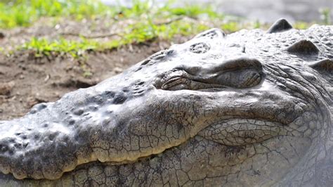 Unveiling the Mysterious Lives of Crocodiles