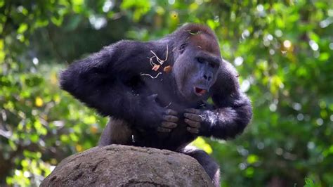 Unveiling the Mystery: Gorilla Behavior