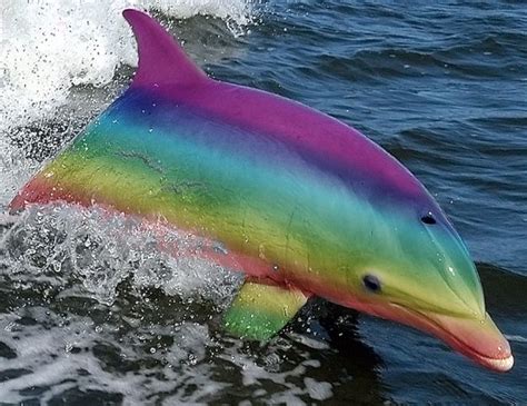 Unveiling the Mystery: Understanding the Science behind the Pigmentation of the Vibrantly-Colored Dolphin