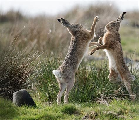 Unveiling the Mythological and Folklore Connections of Infant Hares