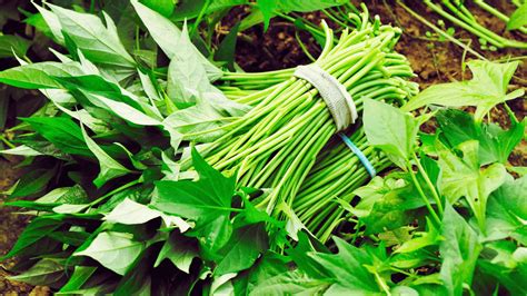 Unveiling the Nutritional Powerhouse of Sweet Potato Leaves