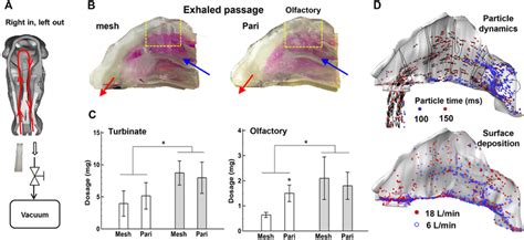 Unveiling the Physical Reasons for Dreaming about Objects Exiting via the Nasal Passage