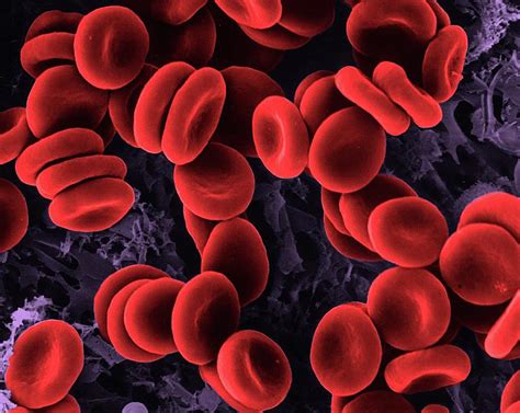 Unveiling the Power of Microscopic Blood Cells: From Diagnosis to Future Treatments