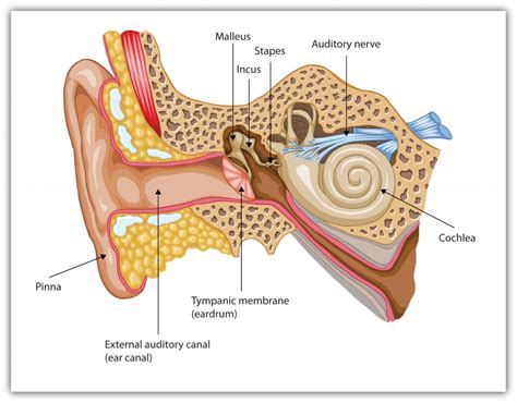 Unveiling the Psychological Significance of Auditory Membrane Reveries