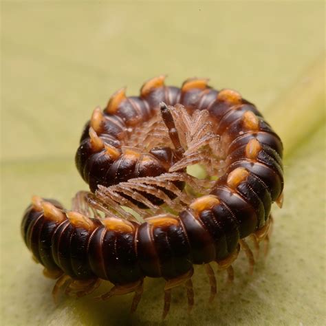 Unveiling the Relationship Between Centipede Bites and Ecological Factors