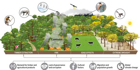 Unveiling the Scientific Evidence behind the Revitalizing Effects of Forests