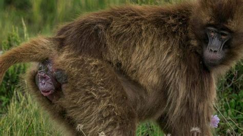 Unveiling the Secrets: What Dreams of Giving Birth to a Monkey Reveal