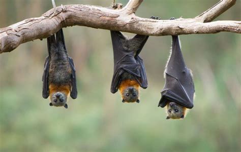 Unveiling the Secrets of Bat Communication