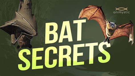 Unveiling the Secrets of Bat Echolocation