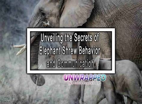 Unveiling the Secrets of Elephant Communication and Social Structure