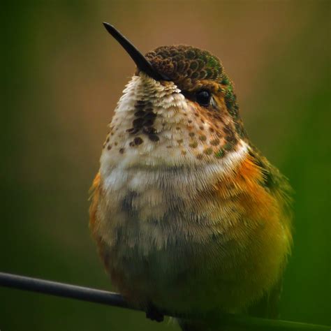 Unveiling the Secrets of Hummingbird Behavior