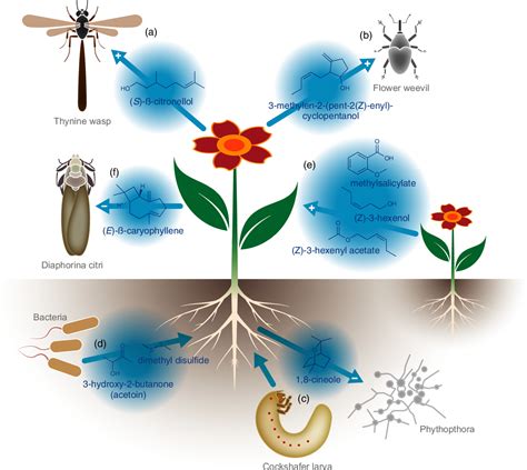 Unveiling the Significance and Messages Enclosed in the Phenomenon of Plant Expansion