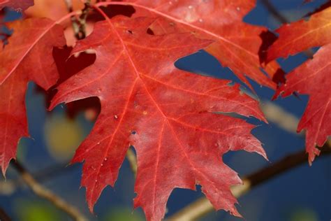 Unveiling the Significance behind Splintered Foliage