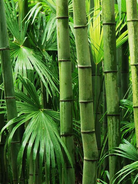 Unveiling the Significance of Bamboo Symbolism in Dreams