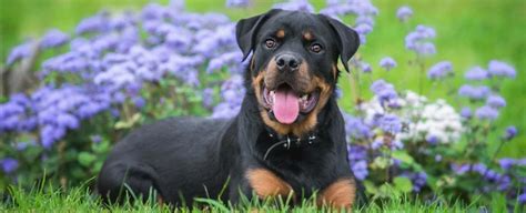 Unveiling the Significance of Rottweilers in Dreams