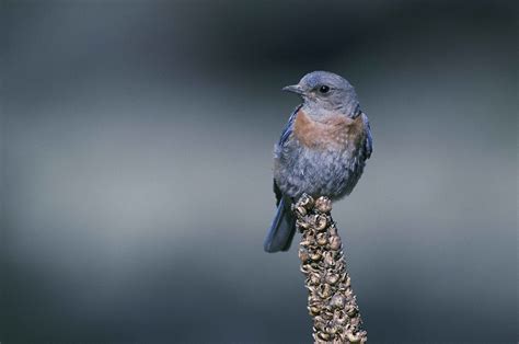 Unveiling the Spiritual and Folklore Significance of the Bluebird