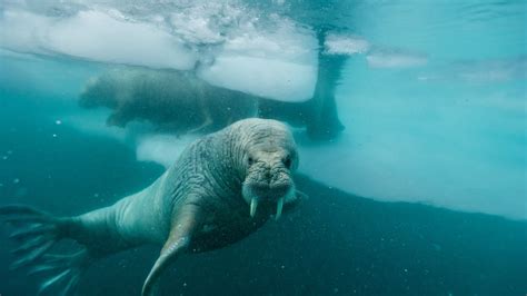 Unveiling the Symbolism: Decoding the Meaning behind the Unexpected Walrus Encounter