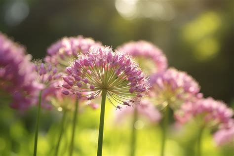 Unveiling the Symbolism of Hurling Alliums in One's Dreams