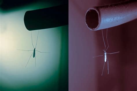 Unveiling the Truth: Are Enormous Mosquitoes Genuine Creatures or Pure Imagination?