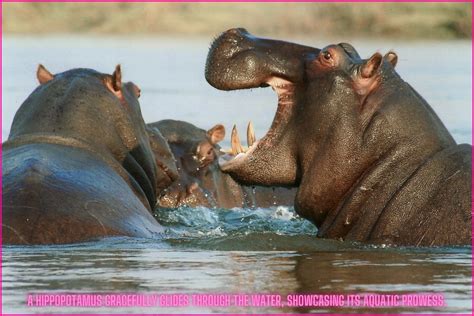 Unveiling the Unique Behavior of Hippos in Their Aquatic Habitat