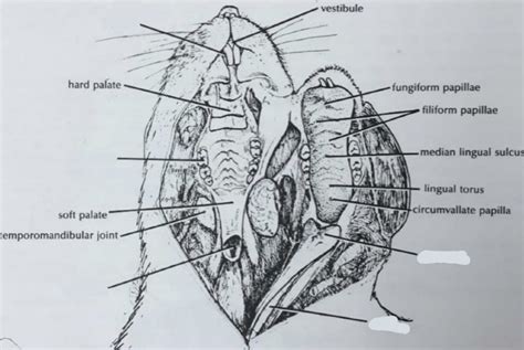 Various Explanations for Dreams Involving Rats in the Oral Cavity