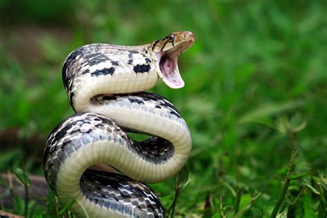 Venomous Snakes: A Dangerous Beauty