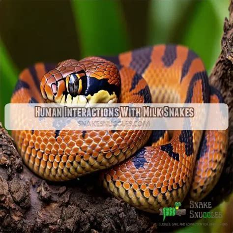 Venomous Snakes and Human Interaction: Risks and Myths