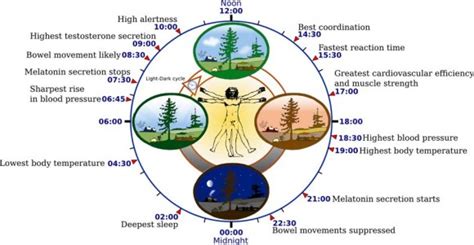 Verona Sky's Biological Clock and Elevation