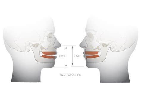 Vertical Dimension: Explore the stature of the incredible individual