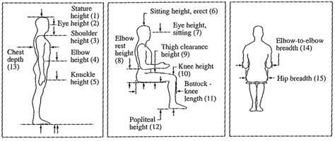 Vertical Measurement: The Stature of Dee Rose