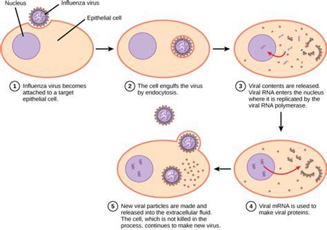 Viral Infections: Essential Information