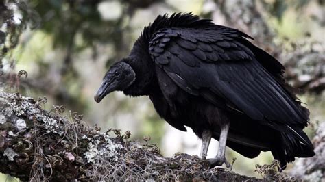 Vultures and the Ecosystem: Their Vital Role in Nature