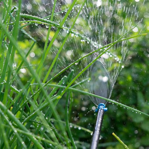 Watering Wisely: Strategies for Optimal Apple Tree Irrigation