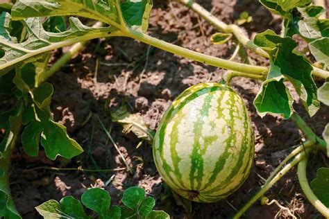 Watermelons across cultures: A symbol of celebration and prosperity