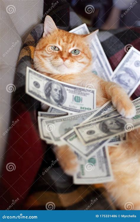 Wealth and Earnings of the Feline Star