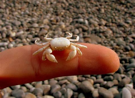 What Baby Crabs Represent in Various Cultures