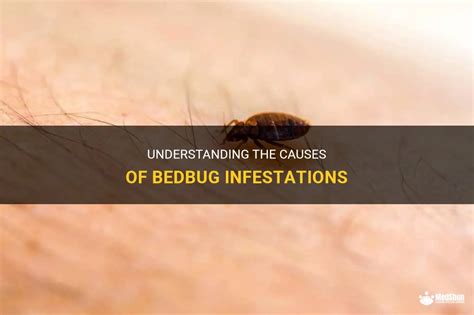 What Causes the Dream of a Massive Bedbug Infestation?