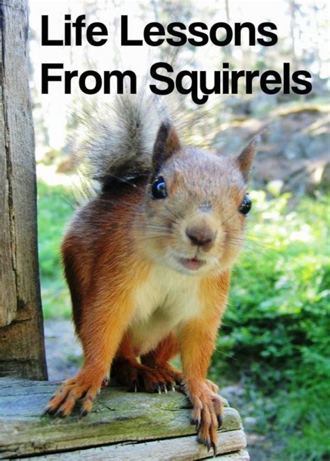 What Squirrels Can Teach Us About Effective Communication