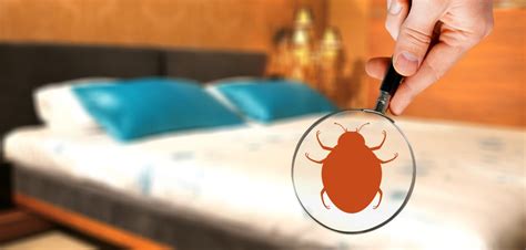 When DIY Fails: Hiring Professional Help for Bed Bug Eradication