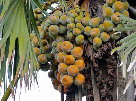 Where to Find and Buy Palmyra Palm Fruit