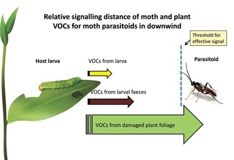 Whispers in the Wind: How Plants Utilize Chemical Signals for Communication