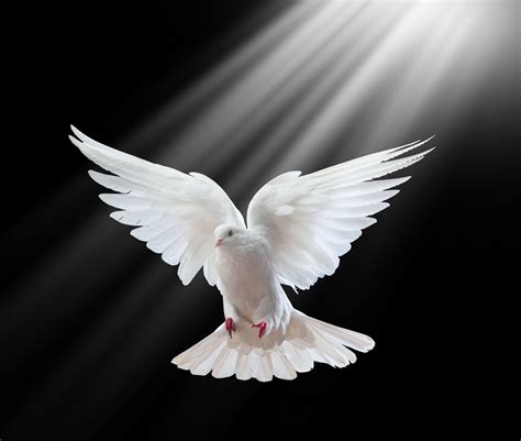 White Birds as Messengers of Peace and Spirituality