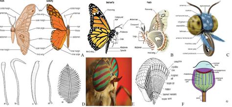 Who is Lepidoptera and how did they rise to fame?