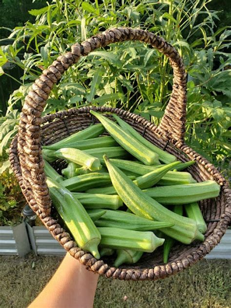 Why Engaging in Okra Harvesting can be a Pleasurable and Soothing Pursuit