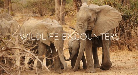 Wildlife Encounters: Up Close and Personal with the Creatures of the Wilderness