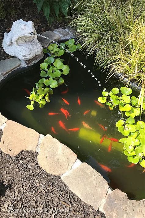 Witnessing the Enthralling Showcase of Exquisitely Colored Pond Fish