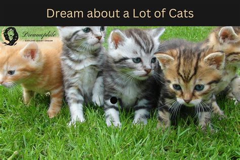 Your Subconscious Messages: Decoding the Enigma of Lost Feline Dreams